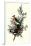 Pigeon Hawks-John James Audubon-Framed Giclee Print