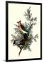 Pigeon Hawks-John James Audubon-Framed Giclee Print