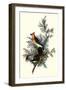 Pigeon Hawks-John James Audubon-Framed Giclee Print