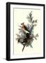 Pigeon Hawks-John James Audubon-Framed Giclee Print