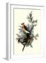 Pigeon Hawks-John James Audubon-Framed Giclee Print