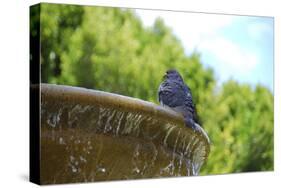 Pigeon on Sausalito Fountain, Marin County, California-Anna Miller-Stretched Canvas