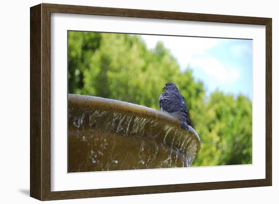 Pigeon on Sausalito Fountain, Marin County, California-Anna Miller-Framed Photographic Print