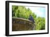 Pigeon on Sausalito Fountain, Marin County, California-Anna Miller-Framed Photographic Print