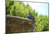 Pigeon on Sausalito Fountain, Marin County, California-Anna Miller-Mounted Photographic Print