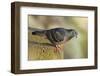 Pigeon perched on a stone wall.-Tom Haseltine-Framed Photographic Print