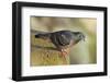 Pigeon perched on a stone wall.-Tom Haseltine-Framed Photographic Print