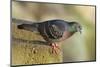 Pigeon perched on a stone wall.-Tom Haseltine-Mounted Photographic Print