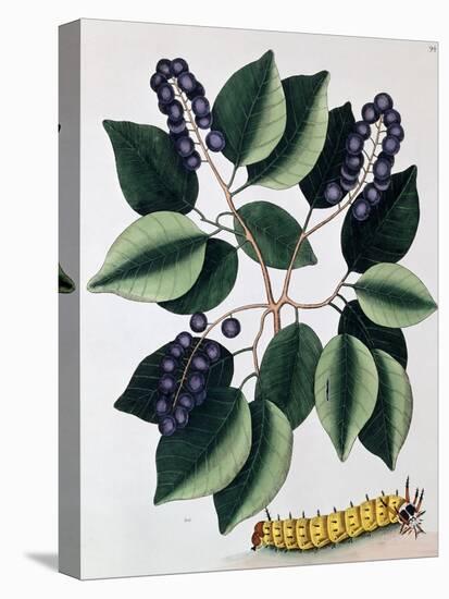 Pigeon Plum and a Great Horned Catterpillar, 1771-Mark Catesby-Stretched Canvas