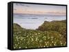 Pigeon Point, Cabrillo Highway 1, California, Usa-Rainer Mirau-Framed Stretched Canvas