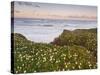 Pigeon Point, Cabrillo Highway 1, California, Usa-Rainer Mirau-Stretched Canvas