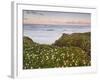 Pigeon Point, Cabrillo Highway 1, California, Usa-Rainer Mirau-Framed Photographic Print