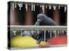 Pigeon Slides Along the Ice in Downtown San Antonio,-null-Stretched Canvas