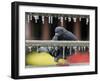 Pigeon Slides Along the Ice in Downtown San Antonio,-null-Framed Photographic Print