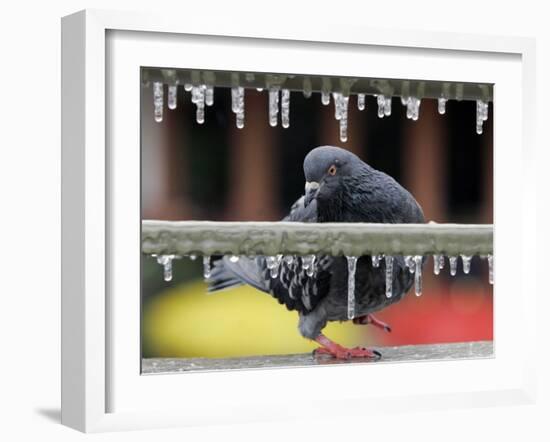 Pigeon Slides Along the Ice in Downtown San Antonio,-null-Framed Photographic Print
