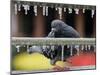 Pigeon Slides Along the Ice in Downtown San Antonio,-null-Mounted Photographic Print