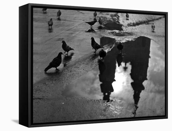 Pigeon Study-null-Framed Stretched Canvas
