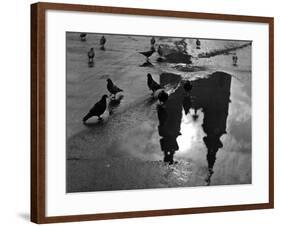 Pigeon Study-null-Framed Photographic Print