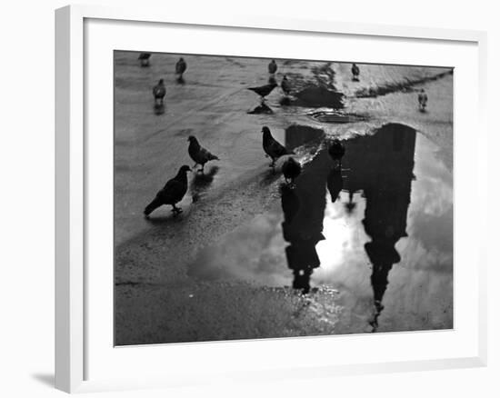 Pigeon Study-null-Framed Photographic Print