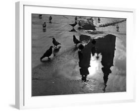 Pigeon Study-null-Framed Photographic Print