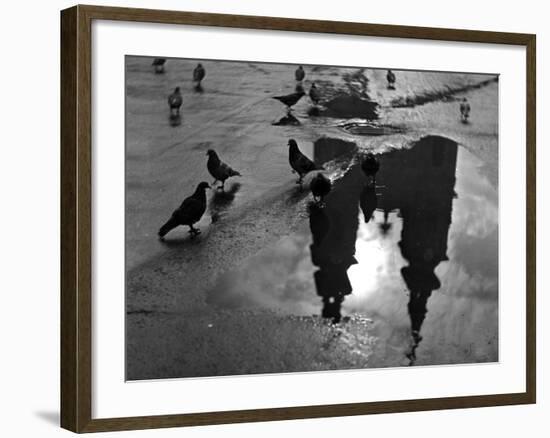 Pigeon Study-null-Framed Photographic Print