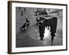 Pigeon Study-null-Framed Photographic Print