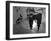 Pigeon Study-null-Framed Photographic Print