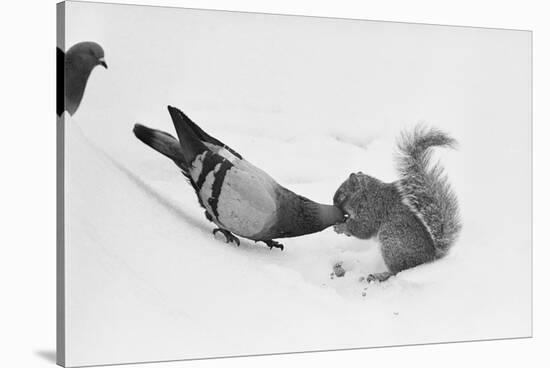 Pigeon Taking Nut from Squirrel on Snowy Day-David Hume Kennerly-Stretched Canvas