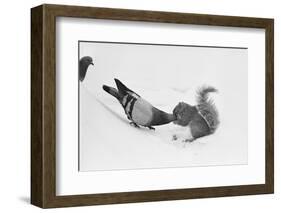 Pigeon Taking Nut from Squirrel on Snowy Day-David Hume Kennerly-Framed Photographic Print