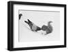 Pigeon Taking Nut from Squirrel on Snowy Day-David Hume Kennerly-Framed Photographic Print