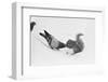 Pigeon Taking Nut from Squirrel on Snowy Day-David Hume Kennerly-Framed Photographic Print