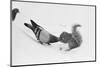 Pigeon Taking Nut from Squirrel on Snowy Day-David Hume Kennerly-Mounted Photographic Print