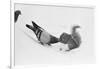 Pigeon Taking Nut from Squirrel on Snowy Day-David Hume Kennerly-Framed Photographic Print