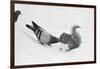 Pigeon Taking Nut from Squirrel on Snowy Day-David Hume Kennerly-Framed Photographic Print