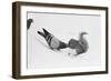 Pigeon Taking Nut from Squirrel on Snowy Day-David Hume Kennerly-Framed Photographic Print