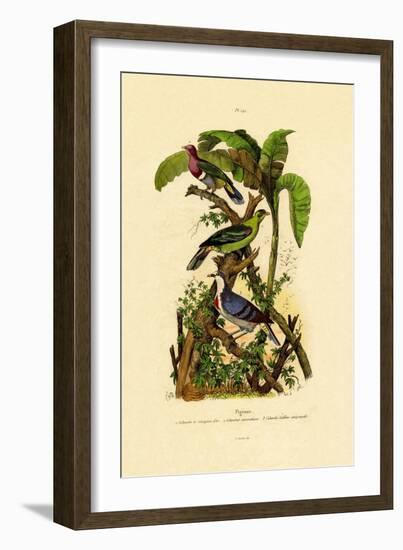 Pigeons, 1833-39-null-Framed Giclee Print