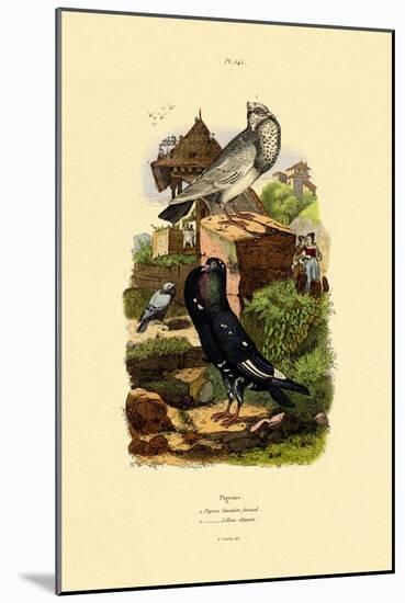 Pigeons, 1833-39-null-Mounted Giclee Print