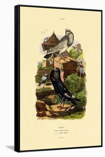 Pigeons, 1833-39-null-Framed Stretched Canvas