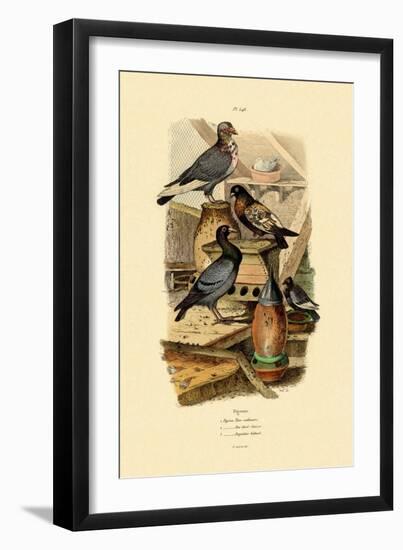 Pigeons, 1833-39-null-Framed Giclee Print