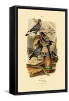 Pigeons, 1833-39-null-Framed Stretched Canvas