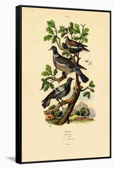 Pigeons, 1833-39-null-Framed Stretched Canvas