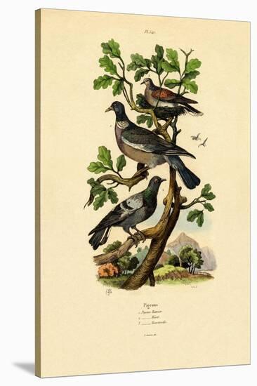 Pigeons, 1833-39-null-Stretched Canvas