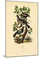 Pigeons, 1833-39-null-Mounted Giclee Print