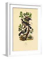 Pigeons, 1833-39-null-Framed Giclee Print