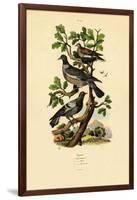 Pigeons, 1833-39-null-Framed Giclee Print