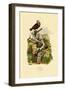 Pigeons, 1833-39-null-Framed Giclee Print