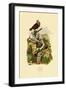 Pigeons, 1833-39-null-Framed Giclee Print