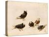 Pigeons, 1888-Jose Ruiz Blasco-Stretched Canvas