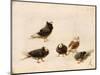 Pigeons, 1888-Jose Ruiz Blasco-Mounted Premium Giclee Print