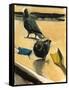 Pigeons, 2003-Daniel Clarke-Framed Stretched Canvas
